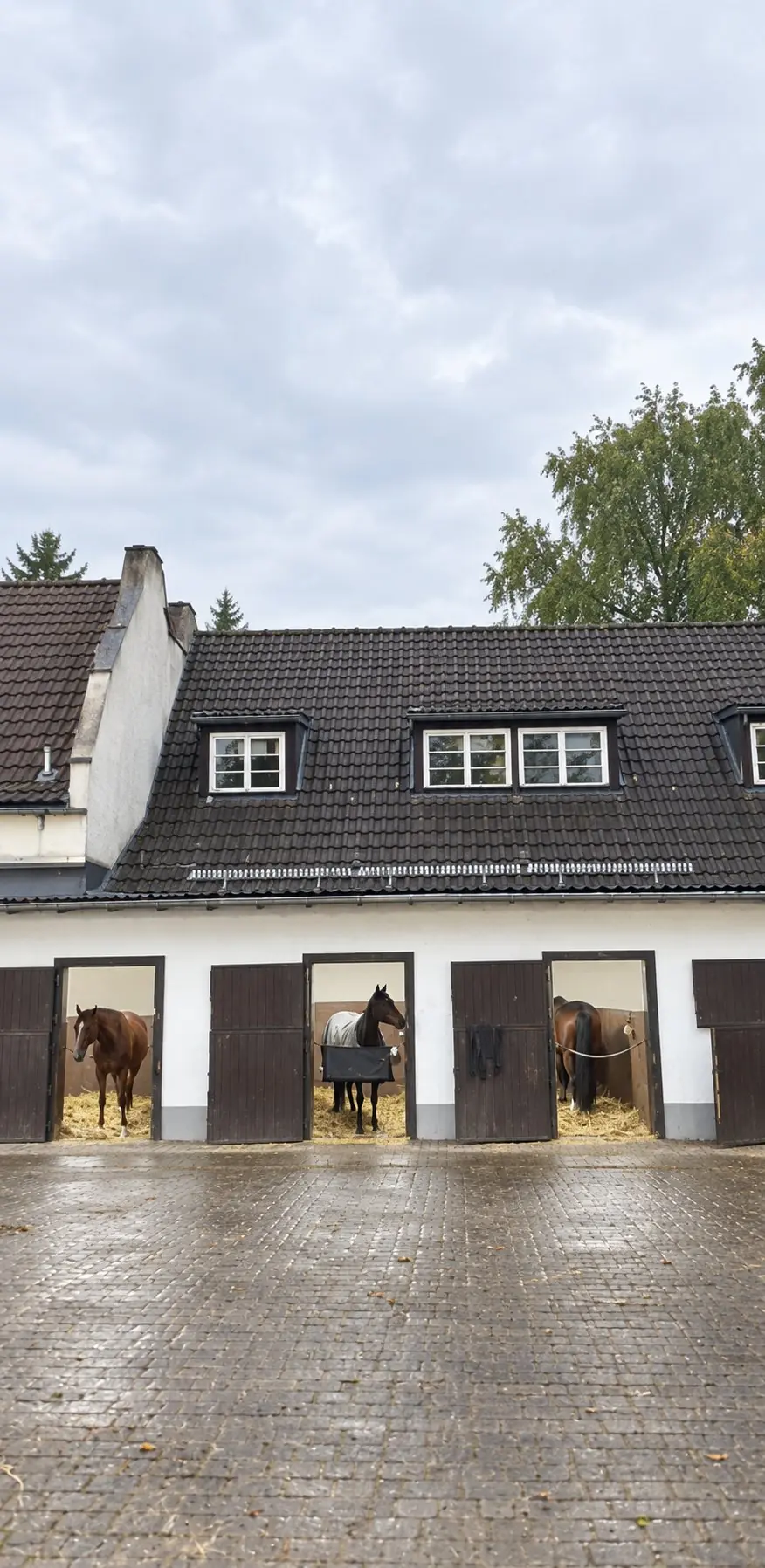 Stallgebäude mit offenen Boxentüren, drei Pferde schauen in den Hof