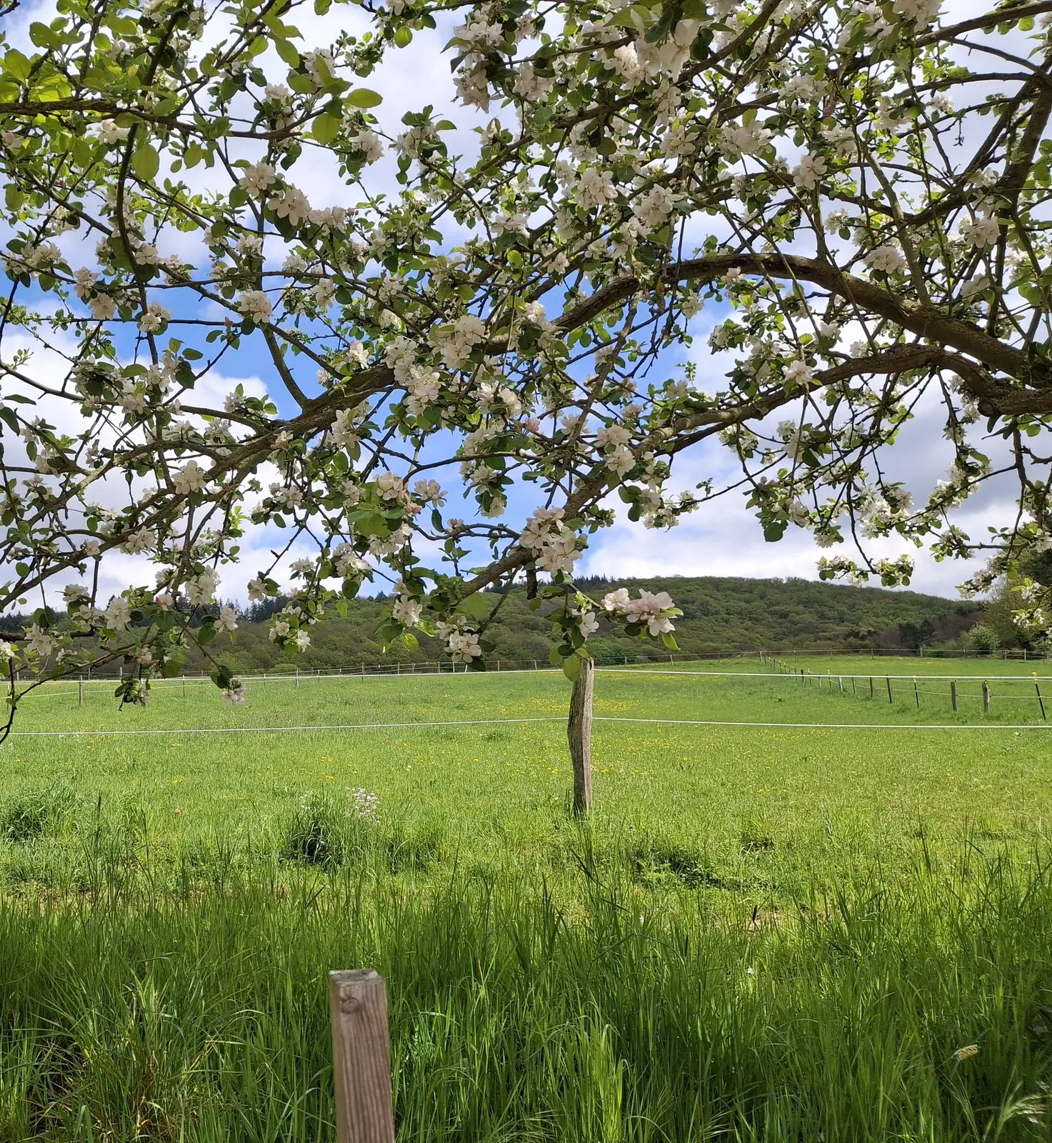 Blühender Obstbaum am Rand der Weide, dahinter die bewaldeten Hügel des Siebengebirges